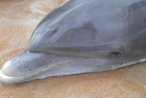 Dolphin washes ashore Thursday on Ormond Beach, FL / Headline Surfer®