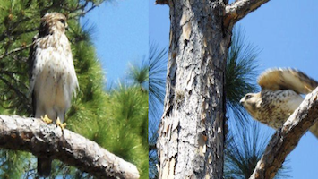 Birds of Prey / Headline Surfer