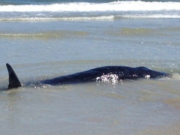 Baby sperm whale beaches itself to die in Daytona Beach Shores, FL on Oct. 11, 2014 / Headline Surfer®