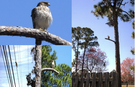 Bird of prey / Headline Surfer