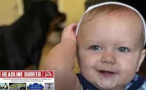 12. Toddle killed chasing family dog in traffic in 2025 / Headline Surfer