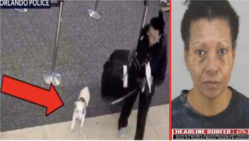 18th story of Top 100 of 2025/ woman arrested killing her dog / Headline Surfer