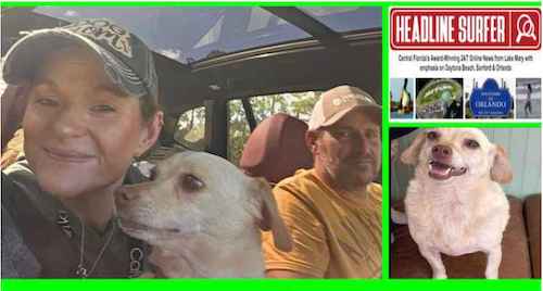 Dog reunited with family / Headline Surfer