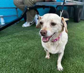 Dog reunited with family / Headline Surfer