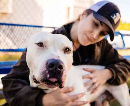 Clyde the dog / Heasdline Surfer