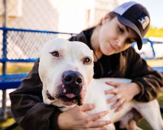 Clyde is at Orange County Animal Services but deserves a forever home / Headline Surfer