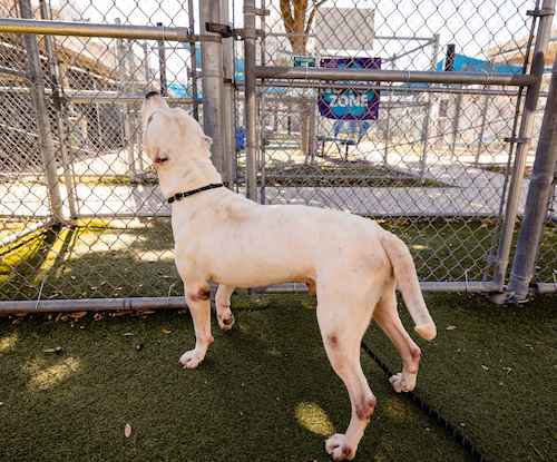 Clyde is at the Orange County Animal Services awaiting a forever home / Headline Surfer