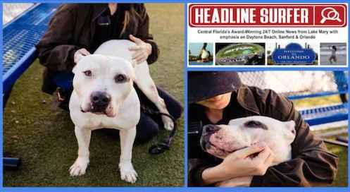 Clyde the dog at Orange County Animal Services in Orlando, FL / Headline Surfer