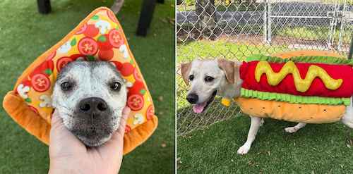 Dogs dress for Halloween at Seminole Animal Services / Headline Surfer