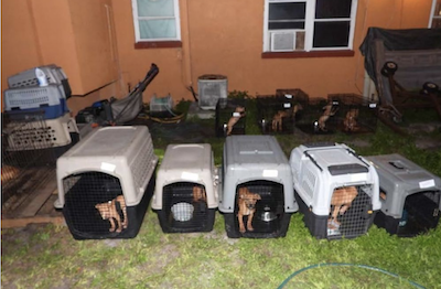 Dogfighting ring busted in Daytona in 2021 / Headline Surfer