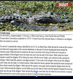 Alligator incident report / Headline Surfer