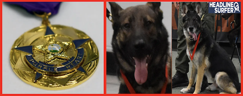 K9s awarded Purple Hearts / Headline Surfer