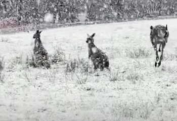 Kangaroos hop in Australia's Outback / Headline Surfer