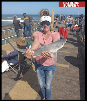 Shark catch / Headline Surfer