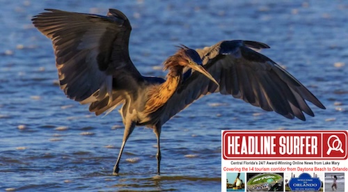 Kem McNair egret pic in New Smyrna Beach, FL / Headline Surfer