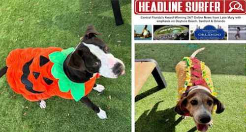 Seminole County Animal Shelter Halloween / Headline Surfer
