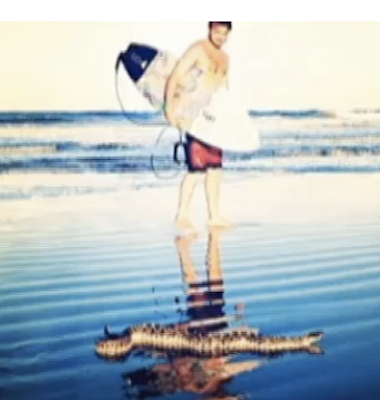 Snake's alive for real on the beach / Headline Surfer