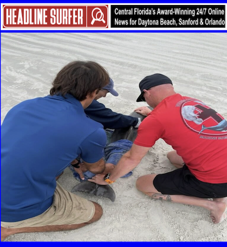 Stranded dolphin calf in New Smyrna Beach / Headline Surfer
